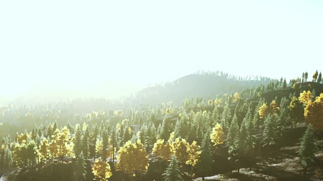 Bright sunlight filters through the branches of trees in a forest. The scene shows various types of trees and nearby hills. The time is during the day with clear visibility.