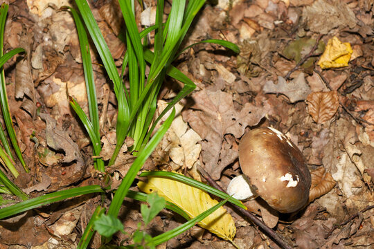 Fresh porcini mushroom with a dark brown cap grows through a layer of dry fallen leaves in a wild forest. Bright green grass stem grows near the boletus, creating a natural contrast on the autumn fore
