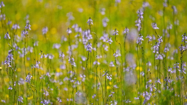 Field of blue toadflax Nuttallanthus canadensis blooming in spring