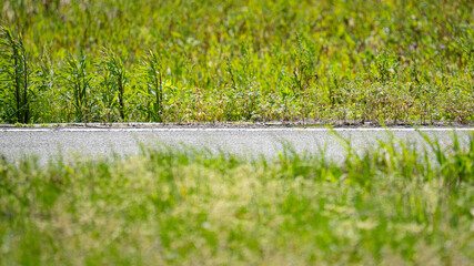 Wild roadside vegetation growing along the edge of an asphalt road © Bambi and Sunny