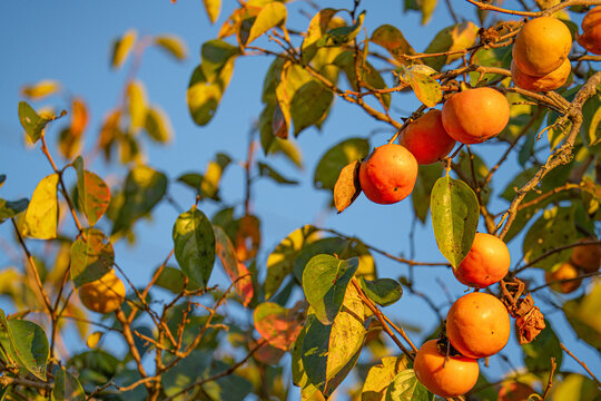 Ripe orange persimmons glowing in warm autumn sunlight against a blue sky