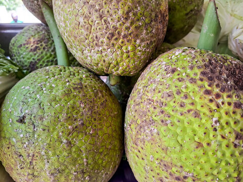 close-up view of round, green breadfruits displaying their textured skin and thick stems.