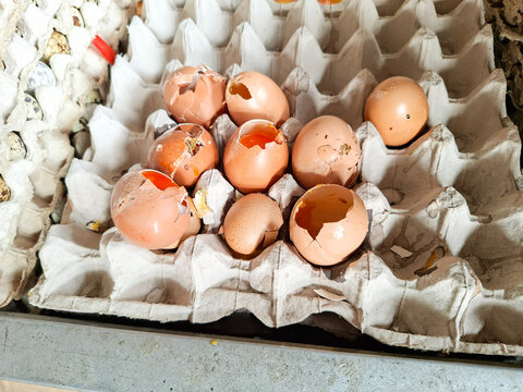 Multiple broken and cracked eggshells displaying wet yellow yolks inside a beige cardboard tray.