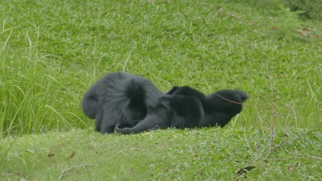 Playful siamang gibbons wrestling on a green grassy field