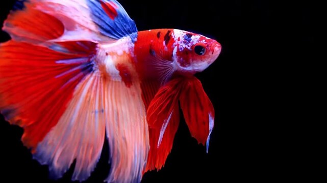 Vibrant Red and White Koi Betta Fish on Black Background