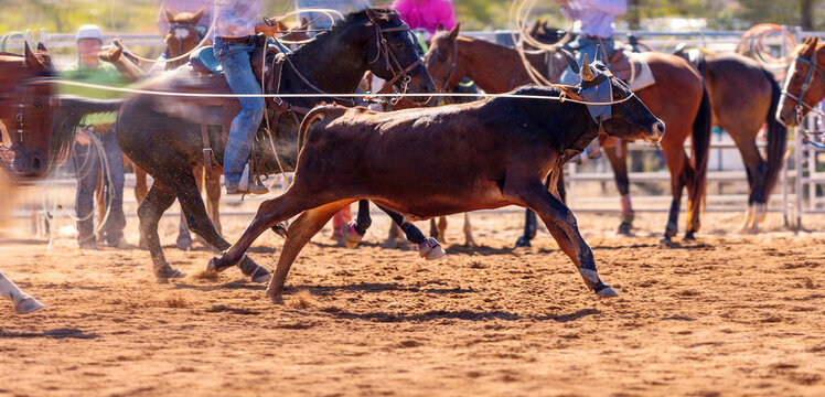 Cowboys Team Roping A Calf