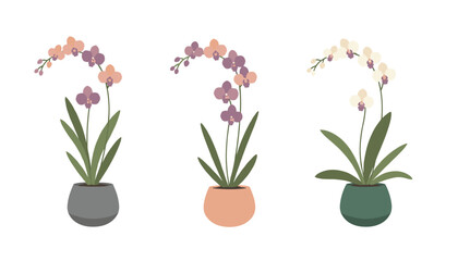 Obraz premium Three beautiful orchid flower plants in different colored pots arranged in a row against a plain white background.