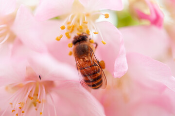 Macro top view of honeybee collecting nectar on pink cherry blossom flower © 俊全 姚
