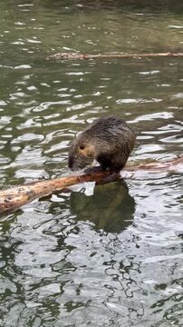 Nutria foraging on a wooden log in calm river water. Vertical shot with a fixed camera position captures the small rodent in nature.