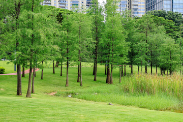 Green urban park with trees and modern residential buildings © BuiThi