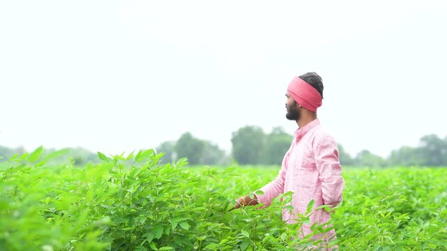 happy indian farmer standing at green pigeon pea agriculture field 