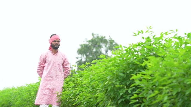 young indian farmer walking at pigeon pea agriculture field