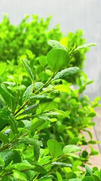 Fresh Green Leaves Covered in Morning Dew Drops