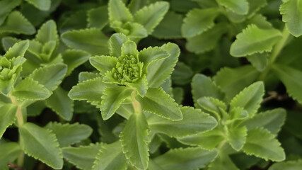 Close Up of Fresh Green Herb Plants Growing in a Field © DoThi