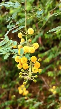 Close-up of bright yellow mimosa flowers in spring