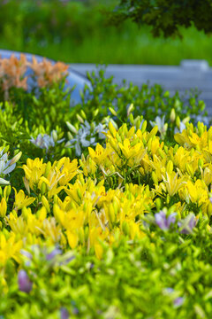Yellow Lilies Blooming in a Sunny Garden