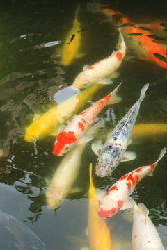 Colorful Koi Fish Swimming in a Garden Pond