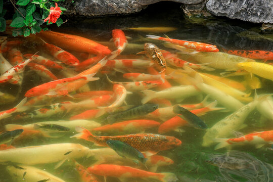 Colorful Koi Fish Swimming in Garden Pond