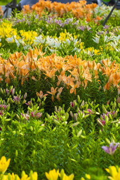 Colorful Lily Flowers Blooming in Garden Bed
