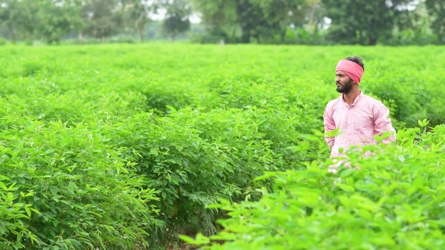 young indian farmer walking at pigeon pea agriculture field