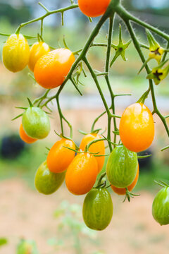 Fresh yellow and green cherry tomatoes growing on vine with water drops in organic farm.