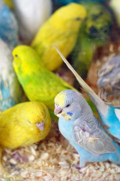 Group of Colorful Budgerigars in a Cage