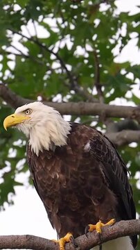 Majestic Bald Eagle Perched on a Tree Branch