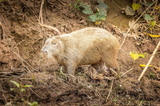 Wild Capybara Walking Along a Muddy Riverbank in Madre de Dios, Peru