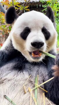 A giant panda happily eating fresh green bamboo in nature