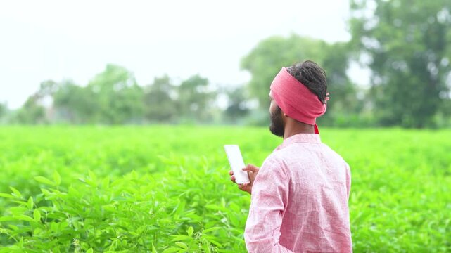 indian farmer using smartphone at split pigeon pea agriculture field