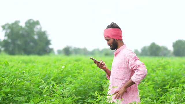 indian farmer using smartphone at split pigeon pea agriculture field