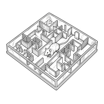 Lab rat navigating maze experiment for behavioral psychology study blog, website, and education