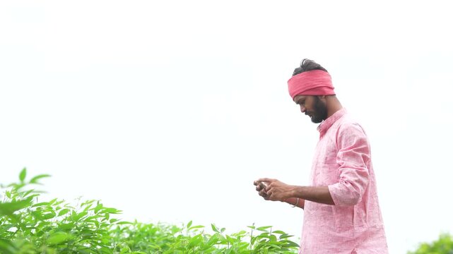 indian farmer using smartphone at split pigeon pea agriculture field