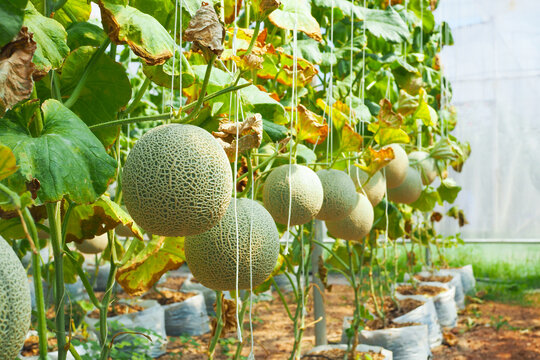 Fresh cantaloupe melons growing on vine in modern organic greenhouse farm.
