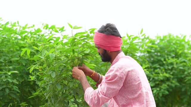Young indian farmer standing at split pigeon pea agriculture field 