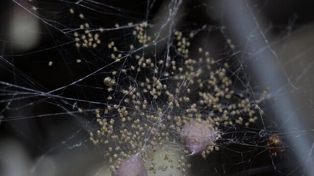 Baby spiders newly hatched from egg sac.