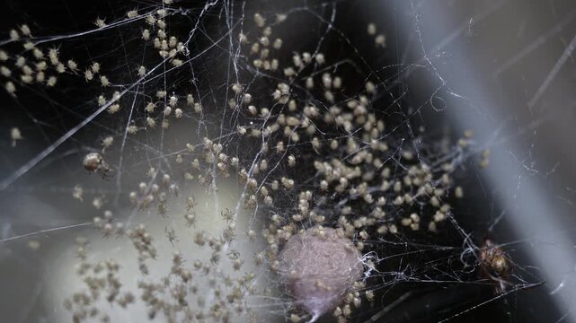 Adult spiders, egg sac and baby spiders in web.