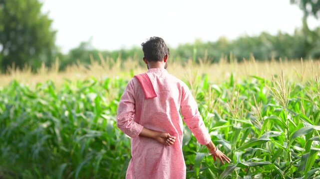 young indian farmer checking corn crop at agriculture field