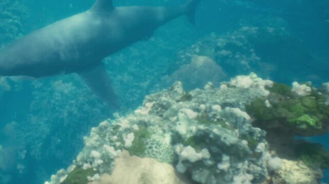 A shark swims close to a coral reef filled with different colors and shapes. The scene is underwater with clear blue water. Fish can be seen in the background.