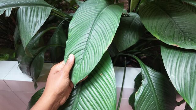 Holding a large green leaf in a garden
