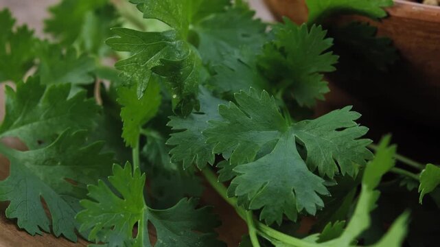 Fresh Coriander Leaves Close Up