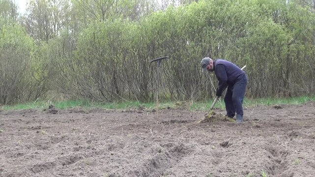 Man working with a pitchfork on a plowed and cultivated field. Carrying weeds away from the field. Soil preparation for planting a vegetable garden