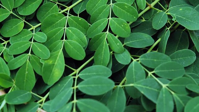 Fresh Moringa Leaves in Natural Light	