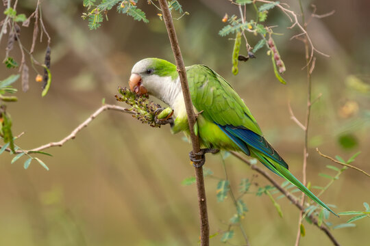 Monk Parakeet - Myiopsitta monachus, small green beautiful parakeet from subtropical forests and woodlands of South America, Pantanal, Brazil.