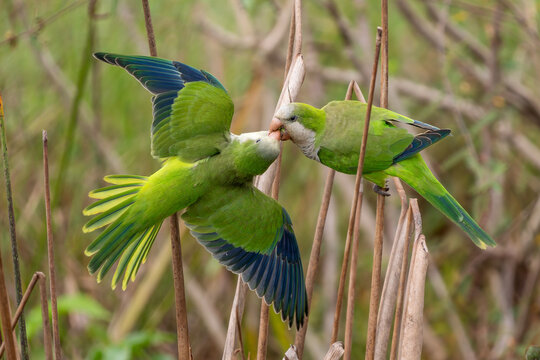 Monk Parakeet - Myiopsitta monachus, small green beautiful parakeet from subtropical forests and woodlands of South America, Pantanal, Brazil.