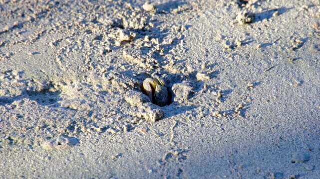 Fiddler crab with big claw moving at entrance to hole on sandy beach in Kadavu, Fiji in South Pacific