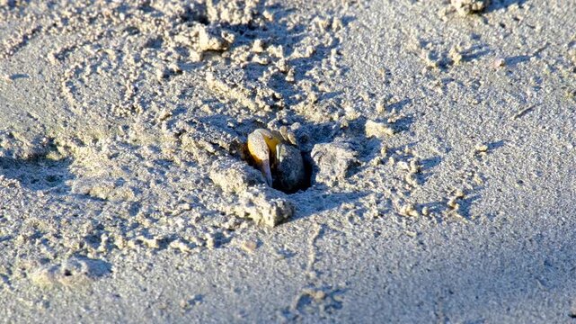 Fiddler crab with one big claw in hole on sandy beach in Kadavu, Fiji in South Pacific