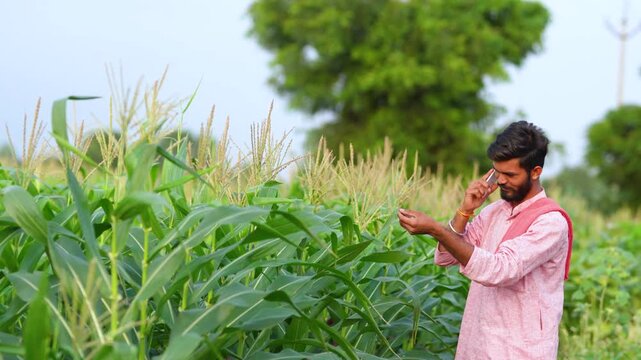 young indian farmer checking corn crop at agriculture field