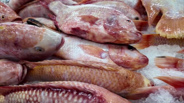 fish market, shopping for delicacies, seafood