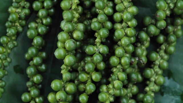 Fresh peppercorns from a farm	